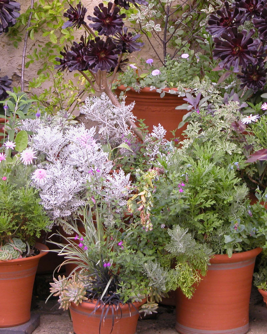 RHS Wisley Gardener's Pot & Pan Planted Whichford Pottery