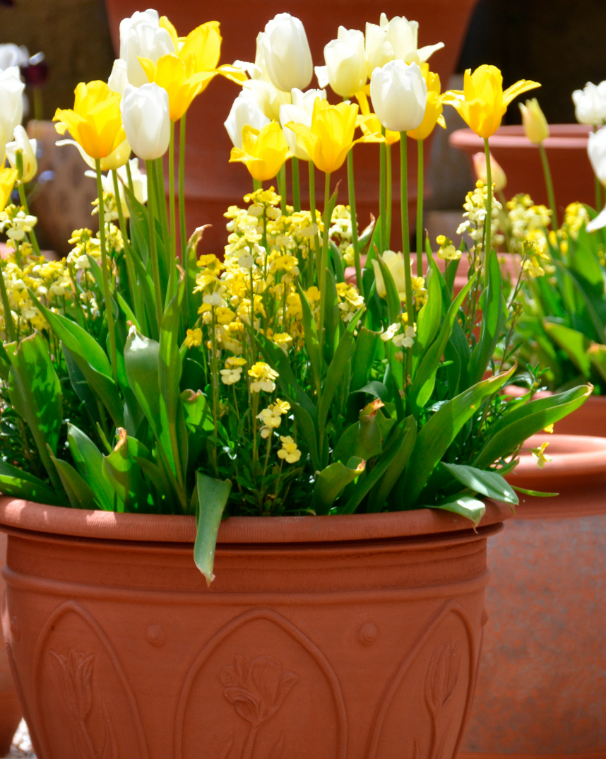 Majestic Tulip Pot